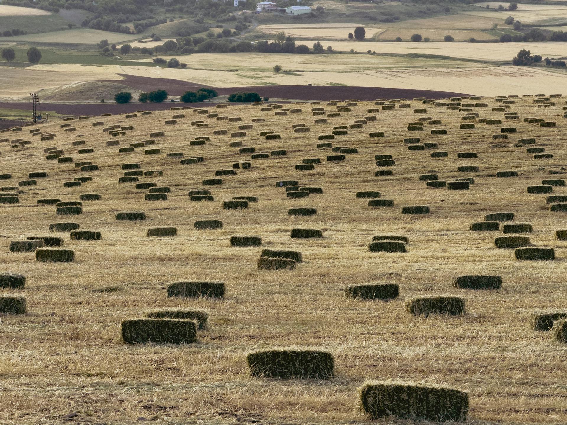 Johannisbrotkernmehl: Natürlicher Alleskönner aus der Natur Johannisbrotkernmehl: Natürlicher Alleskönner aus der Natur