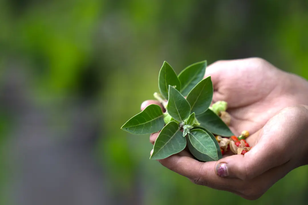 Ashwagandha Kinderwunsch Ashwagandha Kinderwunsch